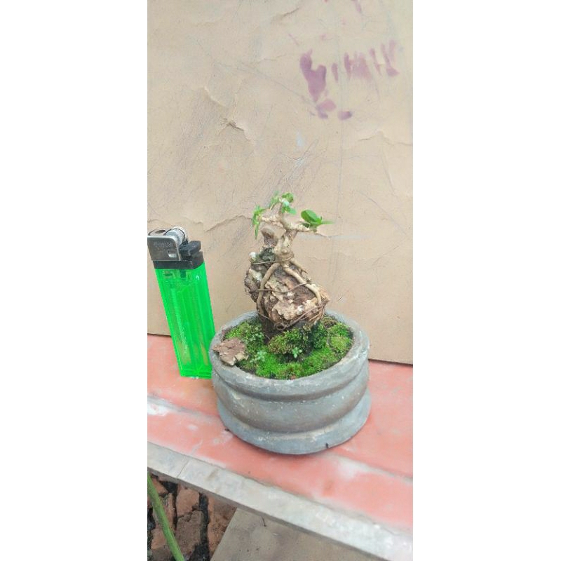 Bonsai Shito Sancang