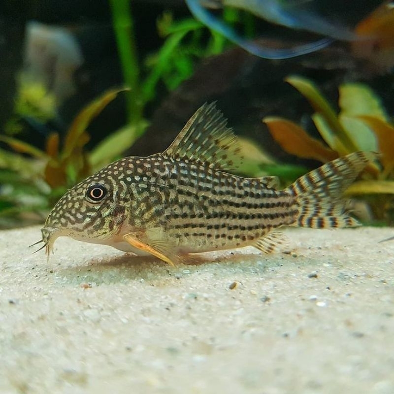 Corydoras Sterbai