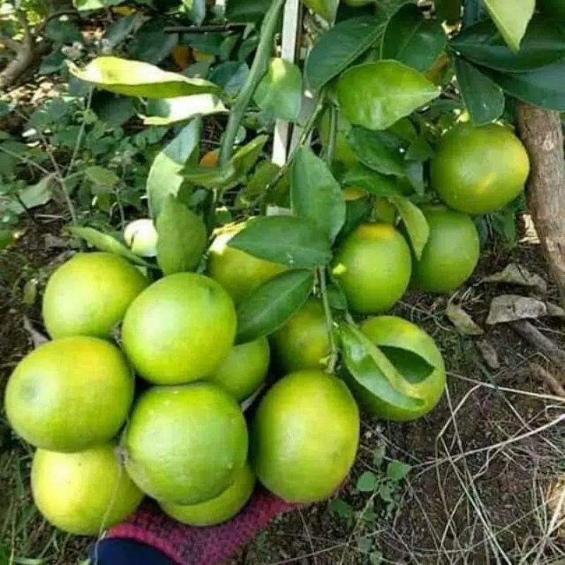 

Jeruk Nipis Fresh 1kg