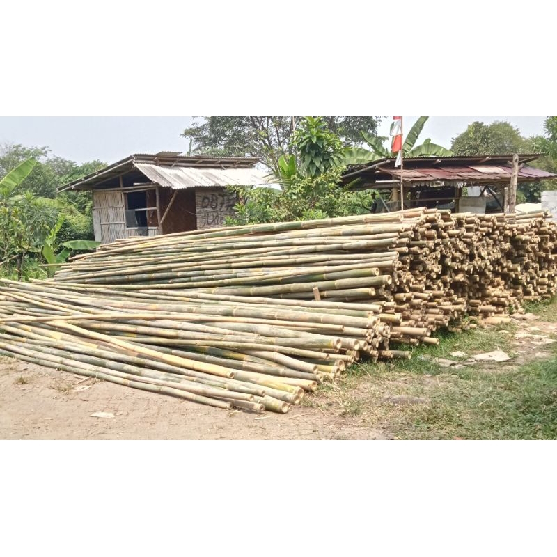 Bambu bulat per 100 batang 50 batang