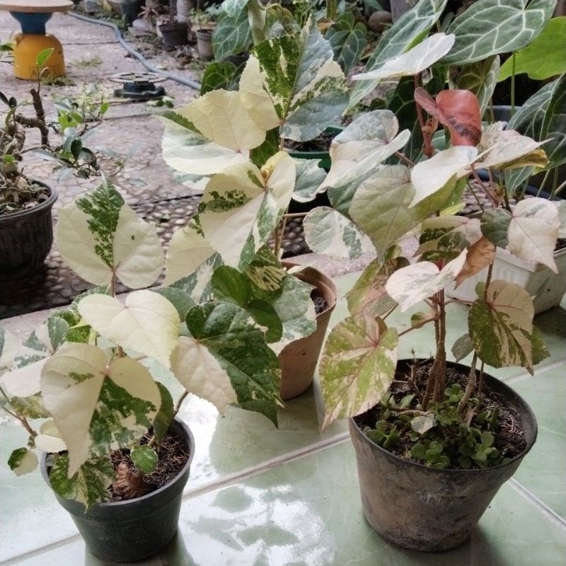 waru varigata