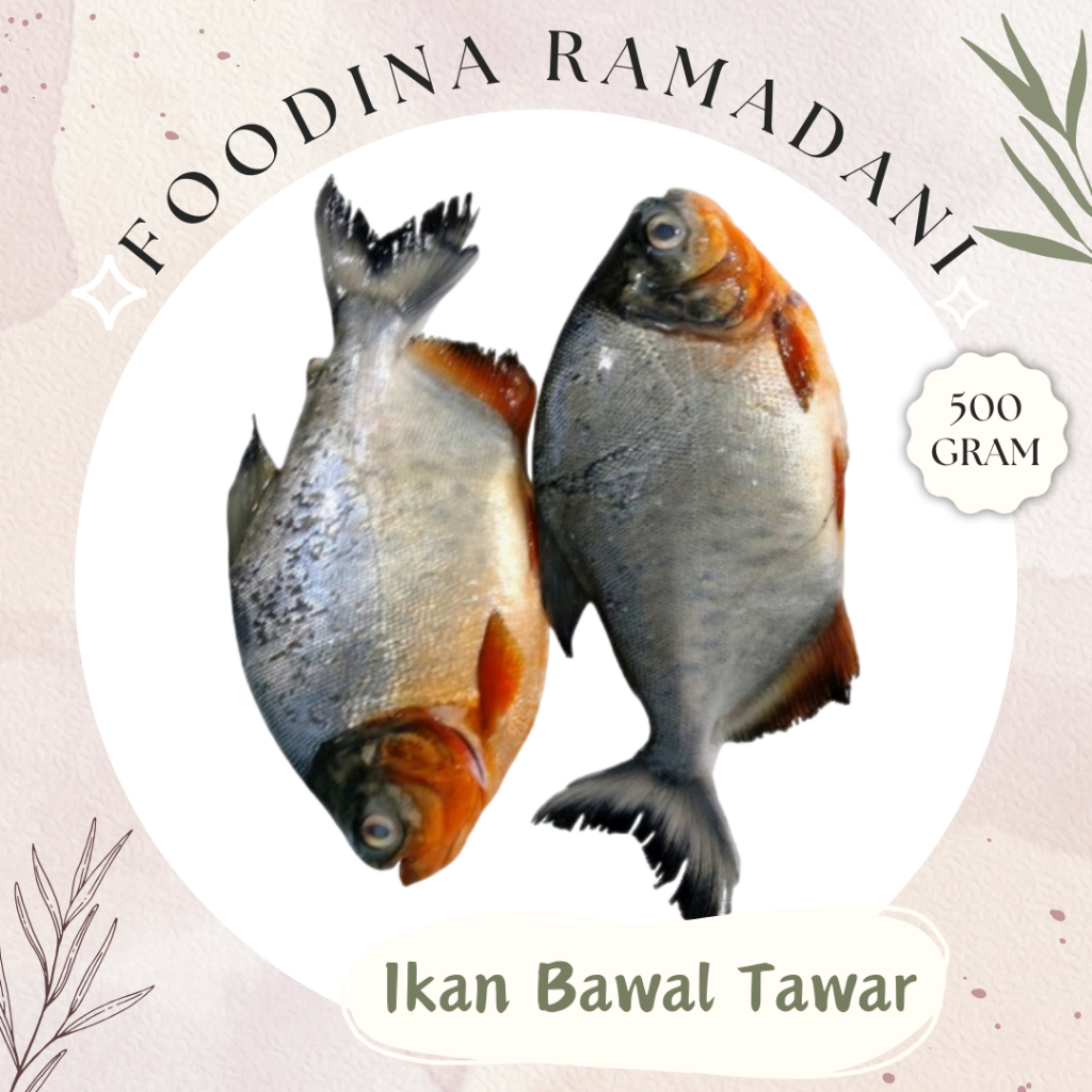 

IKAN BAWAL Tawar - Pomfret Fresh [ Berat 500gr ] Harga Per 0,5 Kg