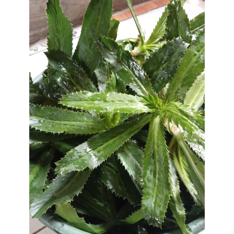 

Daun walang sangit atau walang Geni segar 1kg