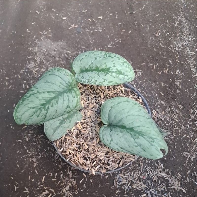 scindapsus silver