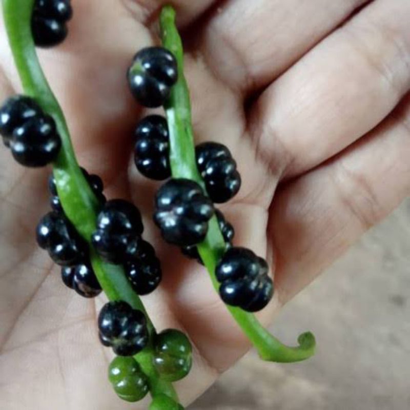 

Buah Binahong Segar (100 biji)