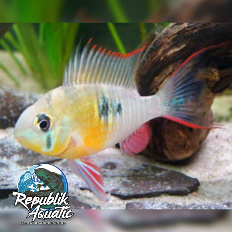 

Bolivia Ramirez Altipinosa