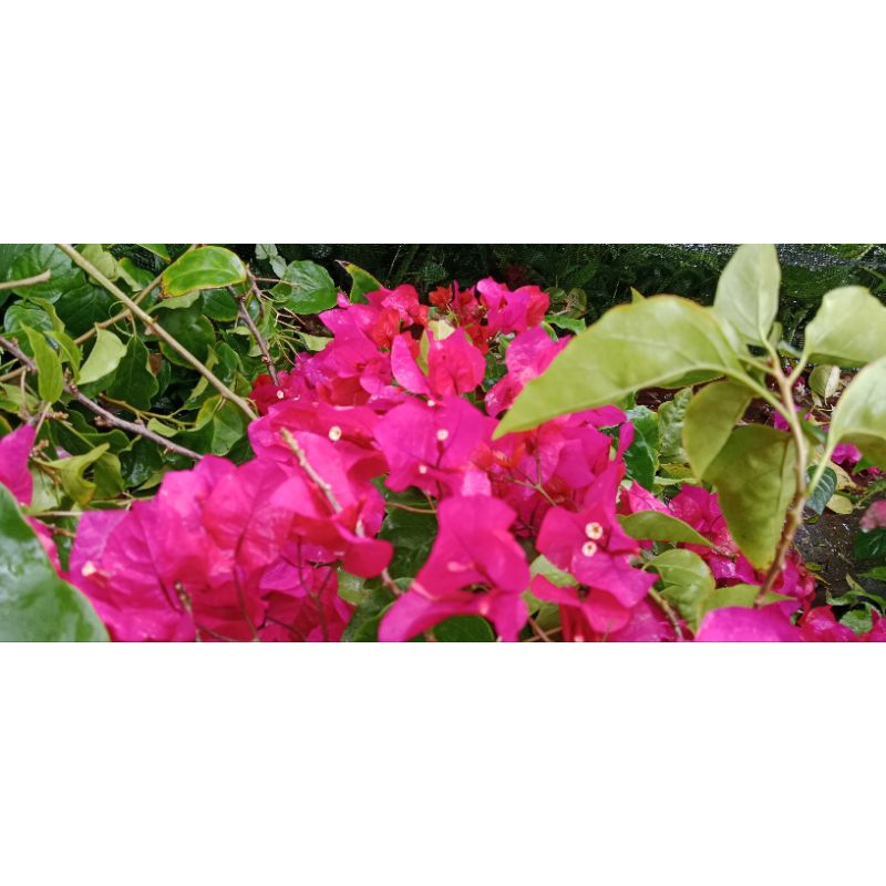 bibit stek bunga kertas (bougenville)