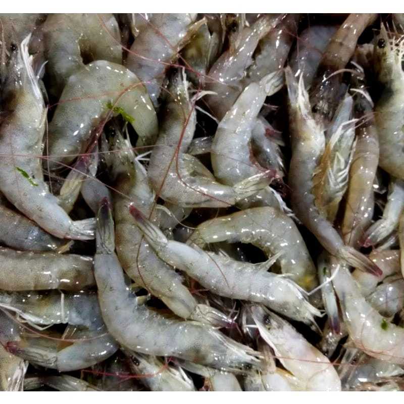 

Udang Vaname Size 90/100