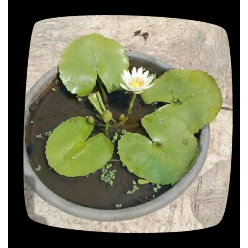 Tanaman hias air teratai putih.