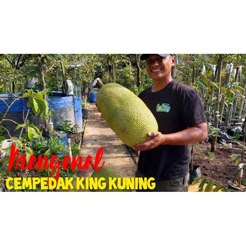 BIBIT CEMPEDAK KING KUNING FULL MEDIA