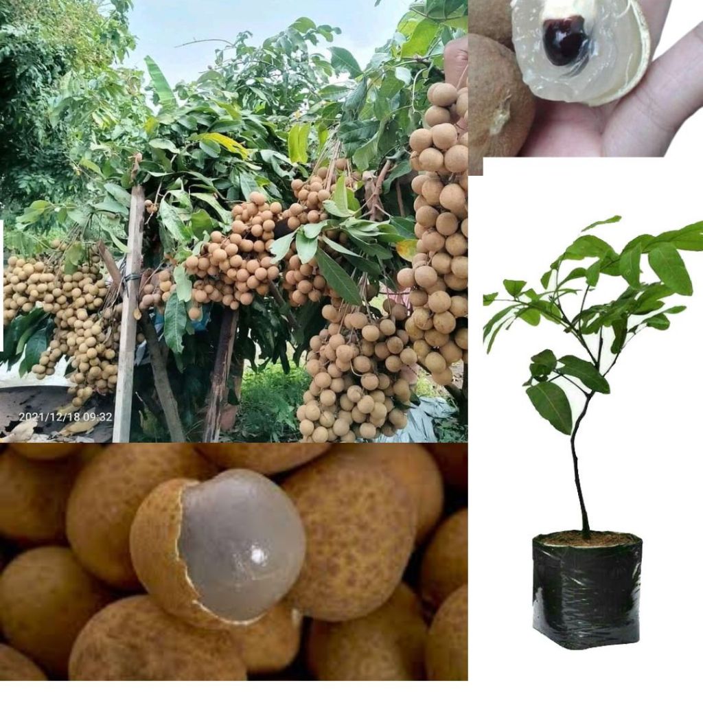 Pohon Kelengkeng Itoh, Pohon Kelengkeng Yang Cepat Berbuah, Bibit Kelengkeng Terbaik