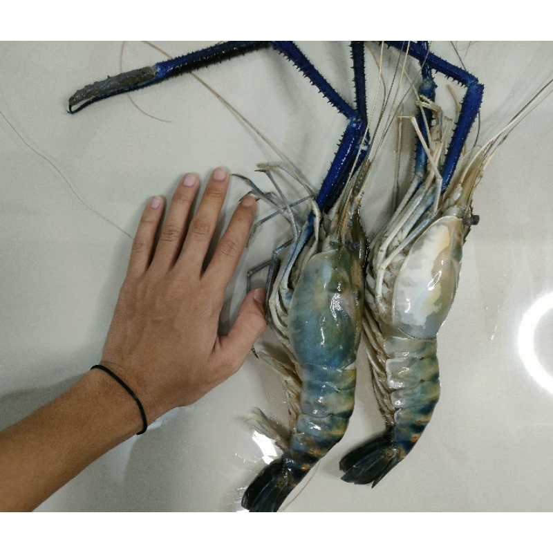 Udang Galah/Satang jumbo 500gr