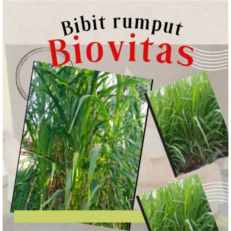 Bibit rumput biovitas 12 kg