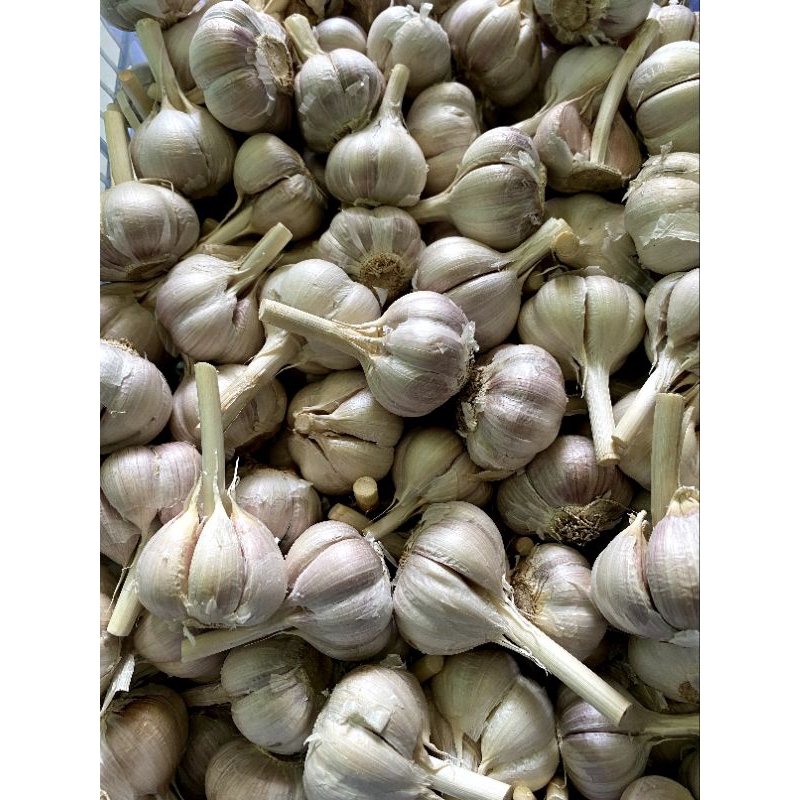 

bawang putih kating super bersih 1kg