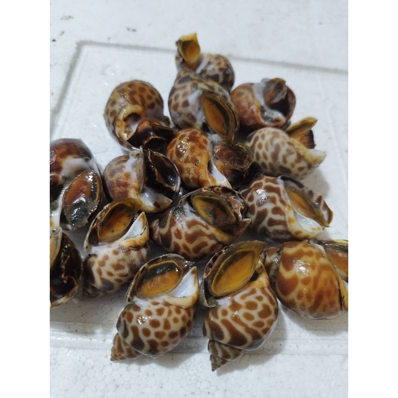 

Kerang macan frozen dan segar 1kg