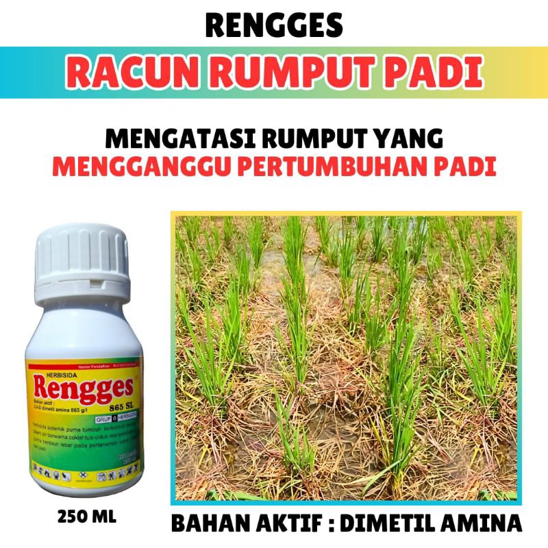 HERBISIDA / HERBISIDA SISTEMIK / HERBISIDA SISTEMIX / RENGGES HERBISIDA / ATASI RUMPUT DITANAMAN PAD