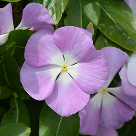 G7 Biji benih vinca lavender halo tapak dara Jenis juntai gantung fresh seed