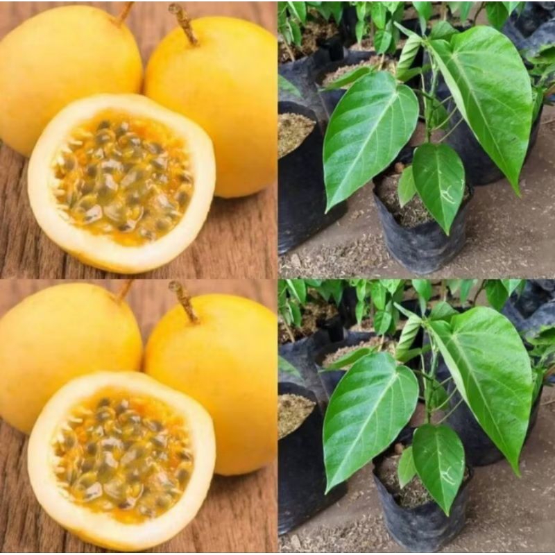 Bibit Tanaman Buah Markisa Kuning Manis