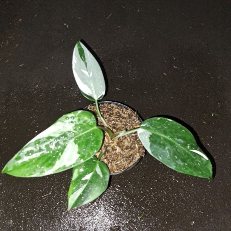 philodendron white princess