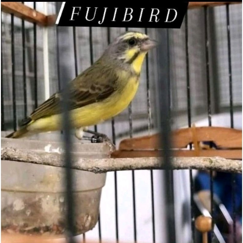 BURUNG MOZAMBIK BETINA