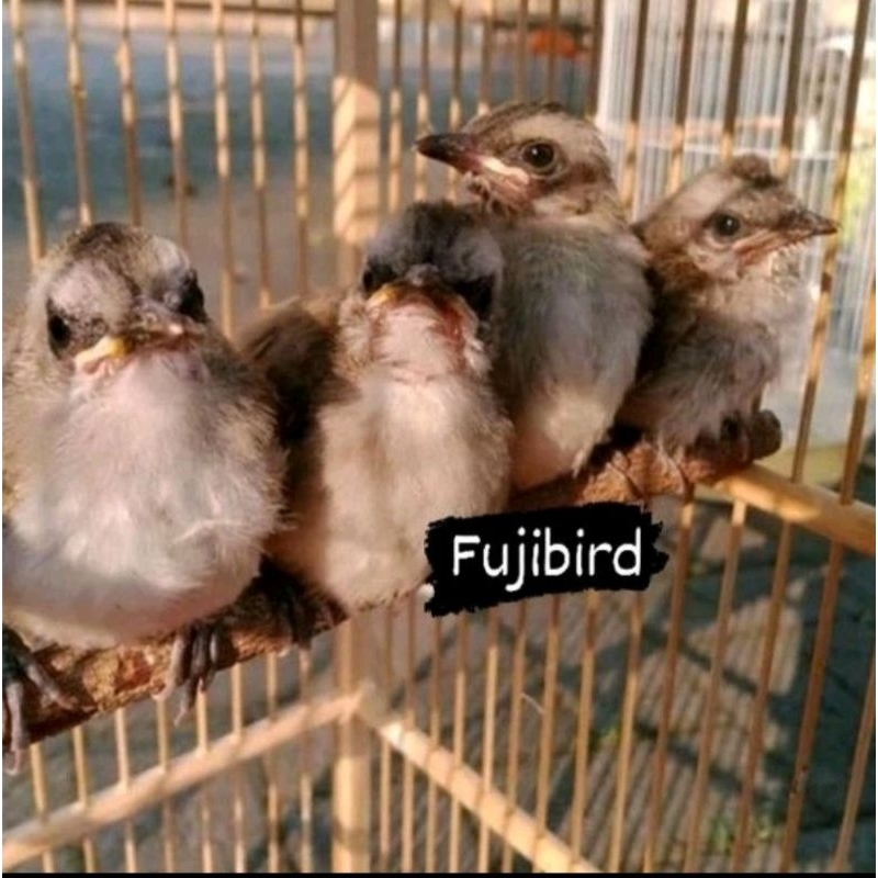 TRUCUKAN KEBO ANAKAN