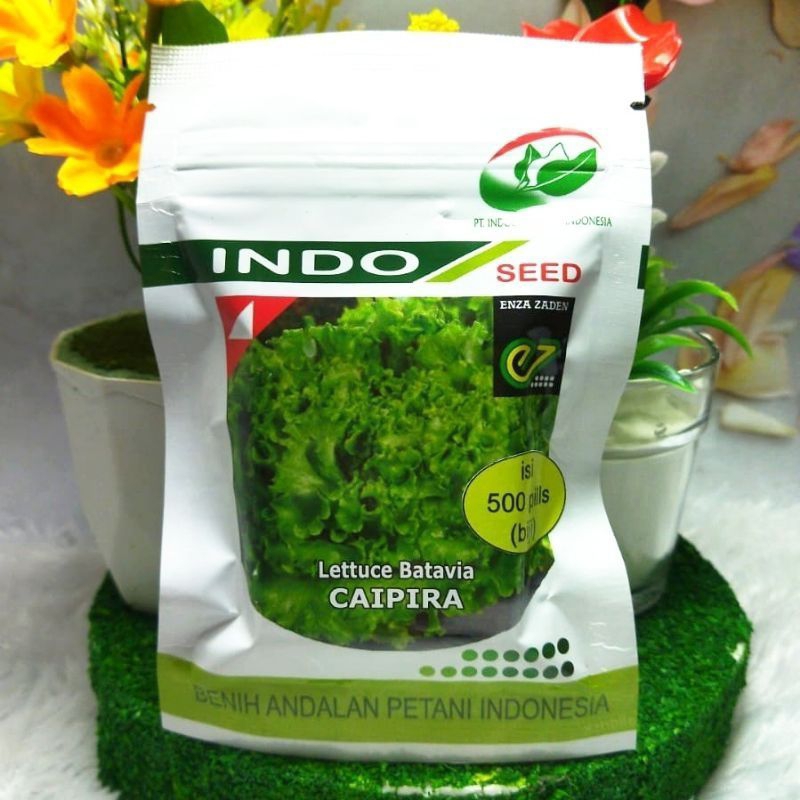Benih bibit Selada Caipira 500 Pill Organik Cap Indo Seed  ( Precision Seeds)  / Selada Daun Keritin