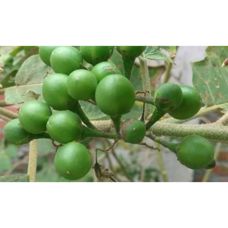 

takokak, cempokak, terong pipit