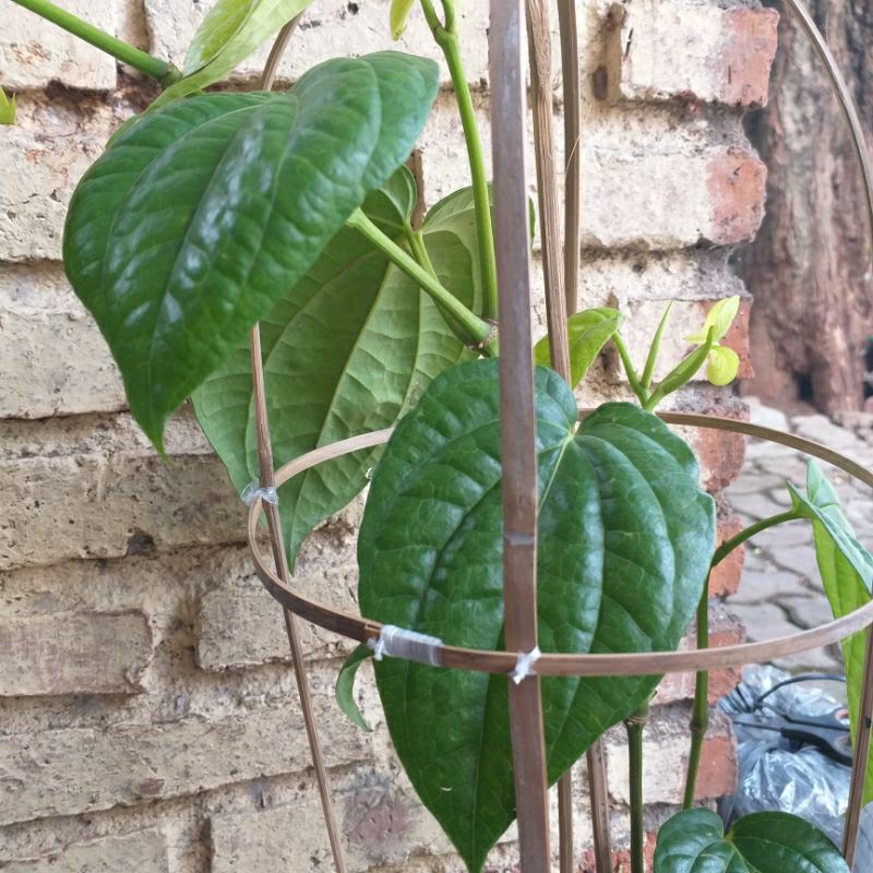 Tanaman Herbal Sirih Kinang