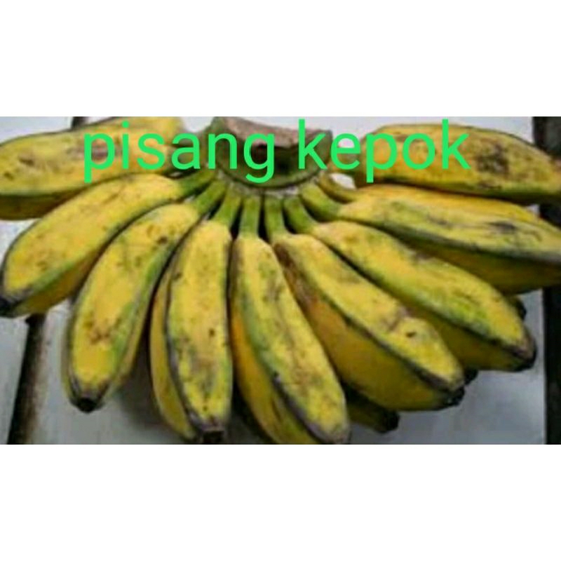 

pisang kepok 1 sisir berat 2 kg lebih .bisa request mentah dan matang