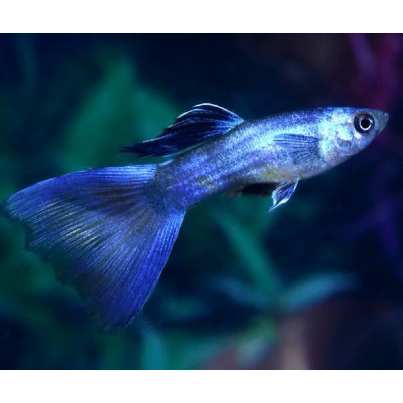 ikan hias hidup guppy blue moscow size M