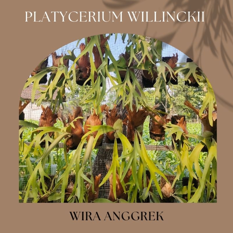 PLATYCERIUM WILLINCKI / Simbar Menjangan include media tanam, rawatan