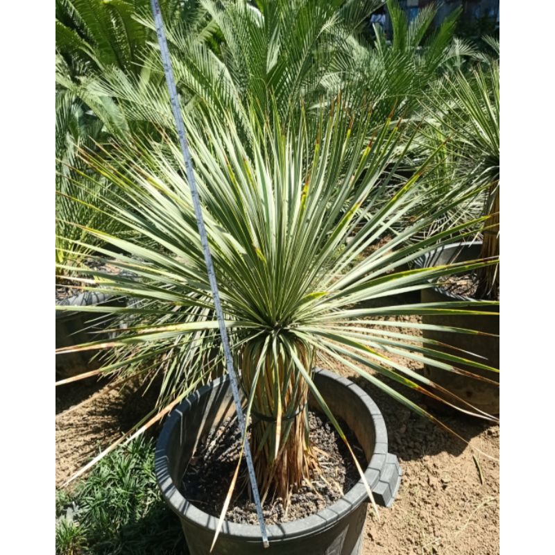 Yucca Rostrata palm 50cm