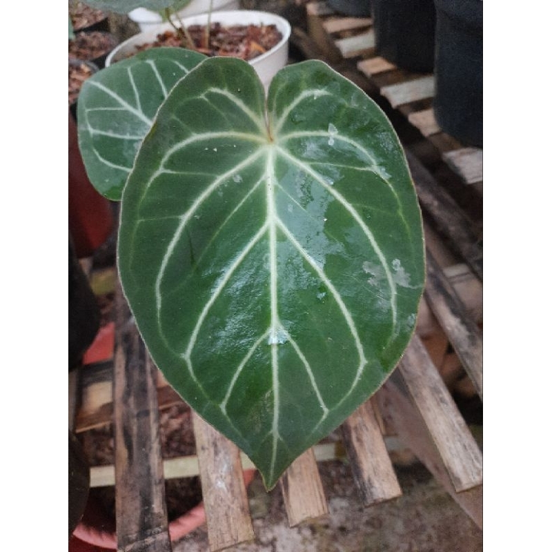 anthurium king of spades