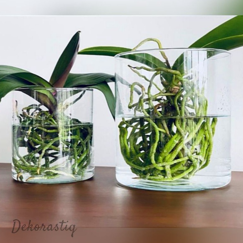 Super Oke VAS BUNGA KACA BENING  VAS TABUNG  POT TANAMAN AIR HIDROPONIK  VAS KACA TERARIUM  VAS KORE
