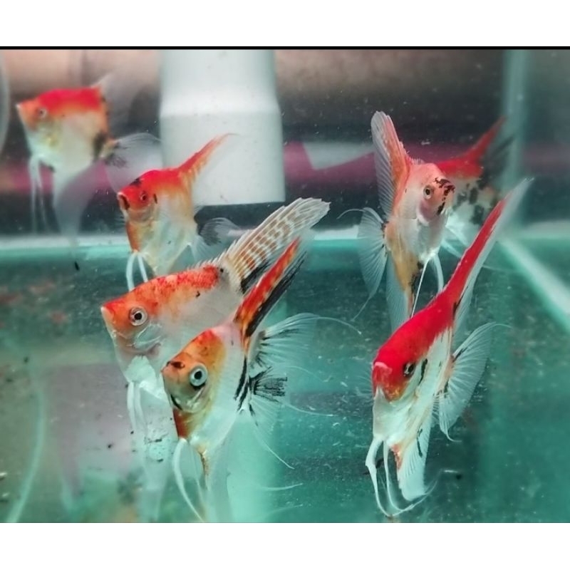 Aksesoris aquarium(manfish red devil)