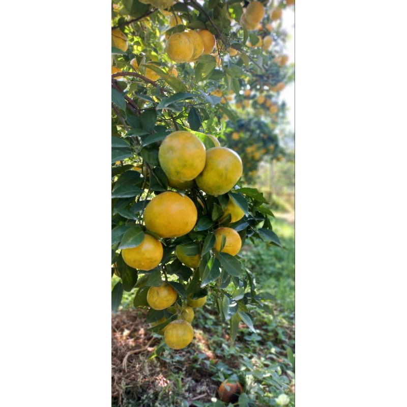 

Buah jeruk Siem madu malang