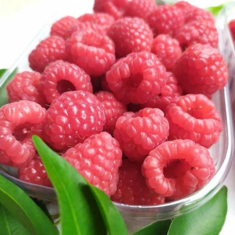 

Bibit Rasberry Kondisi Sudah Berbunga Dan Berbuah