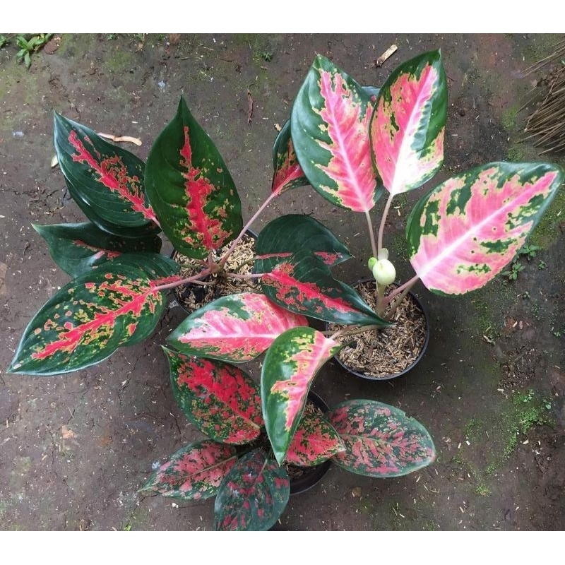 Aglonema Kocin Merah Subur dan Cantik