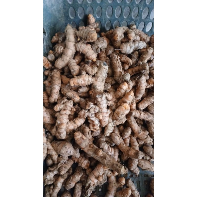 

KUNYIT KUNING/KUNYIT MASAK SEGAR 1KG