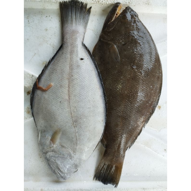 

Ikan sebelah freesh dan segar 1kg