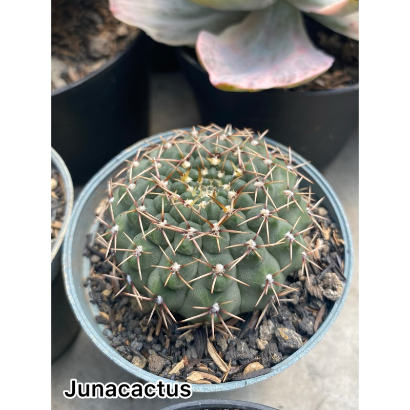 kaktus Gymnocalycium Quehlianum