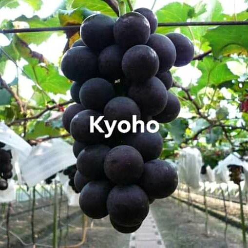 BIBIT ANGGUR IMPORT KYOHO VALID BERGARANSI