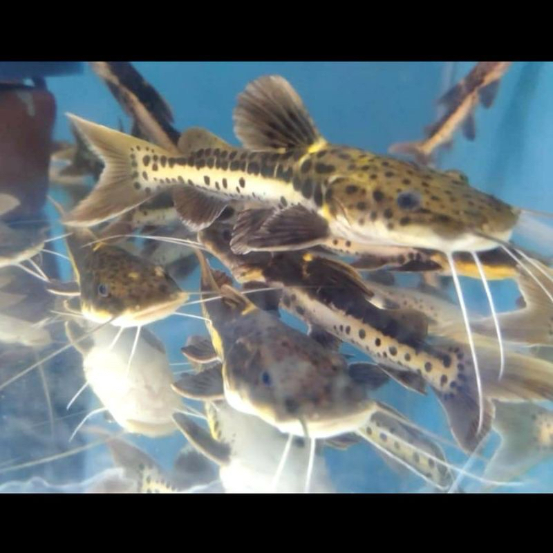 ikan hias hidup predator leopart catfish size 15cm