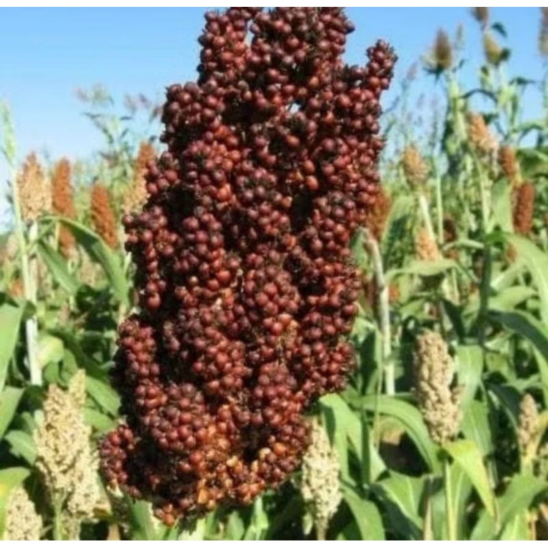 BIJI BENIH SORGUM MERAH