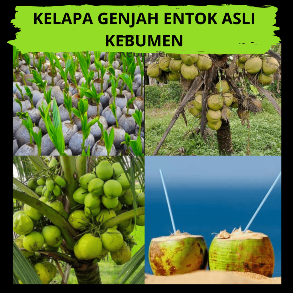 Virall.. Pohon Kelapa Genjah, Pohon Kelapa Hibrida, Pohon Kelapa Genjah Entok ASLI KEBUMEN
