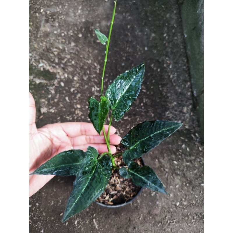 syngonium rayii dark form