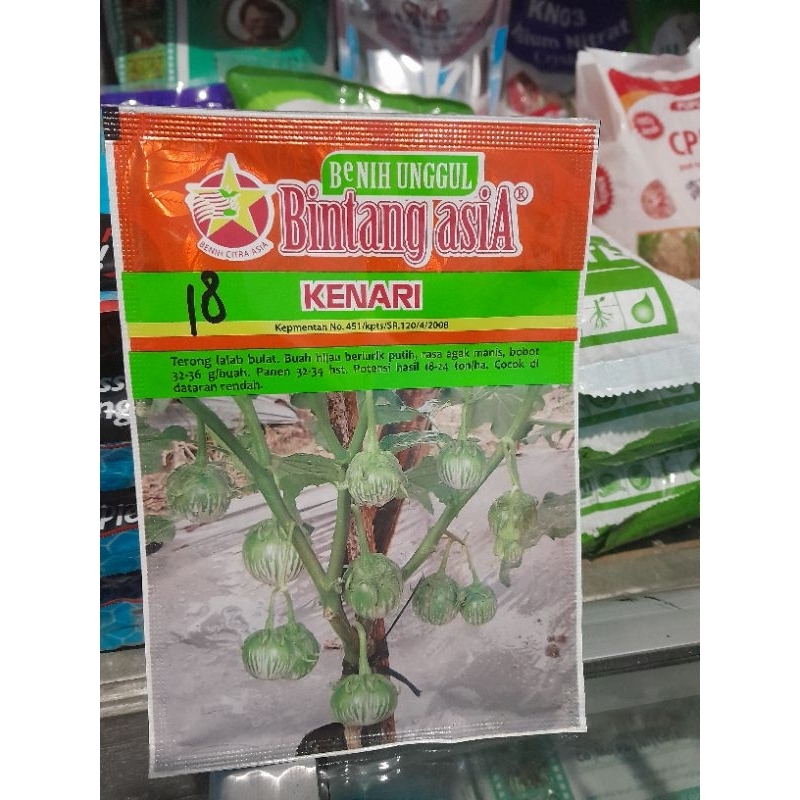 BENIH TERONG BULAT  HIJAU KENARI  BINTANG ASIA