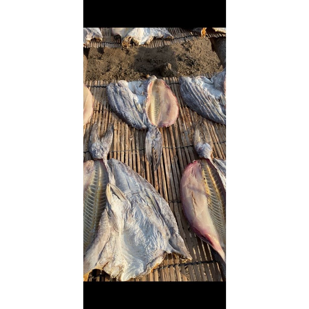 

(COD) IKAN ASIN MANYUNG JAMBAL ROTI KUALITAS SUPER