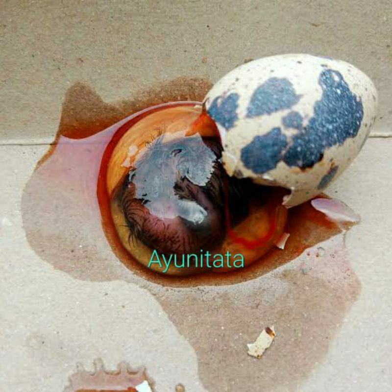 Tapuy Embrio Puyuh Umpan pancing Galatama Lele