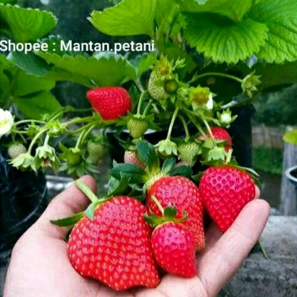 Tanaman induk Strawberry sudah berbuah ( Indukan )